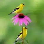 Two yellow birds perched on a pink flower against a blurred green background.